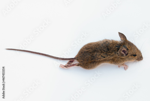View from above of a common European field or wood mouse photo