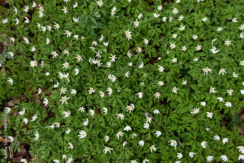 Wild flowers in spring forest. Spring forest and beautiful, white anemones. 
