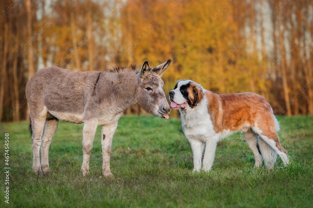 Funny donkey sticking out a tongue next to saint bernard dog in autumn Funny donkey sticking out a tongue next to saint bernard dog in autumn