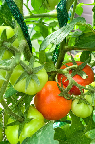 Green unripe tomatoes grow on bushes in greenhouse. Studio Photo