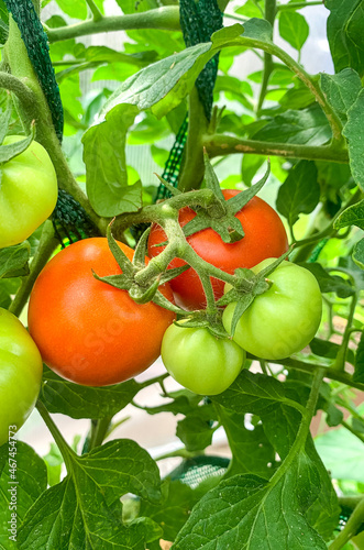Green unripe tomatoes grow on bushes in greenhouse. Studio Photo