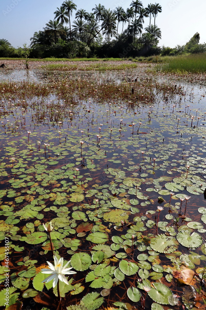 lilies in the pond