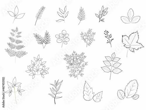 Pen sketch of various wild botanical leaves.Set of leaves