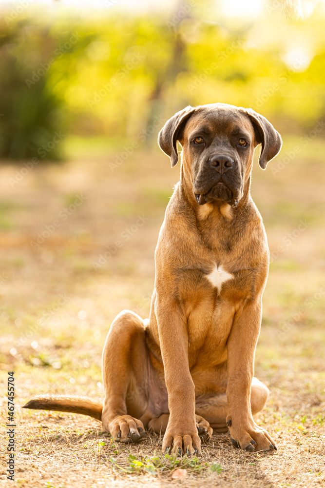 young and muscular Italian cane corso dog outside