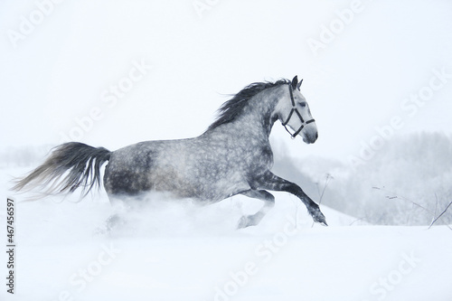 horse in snow