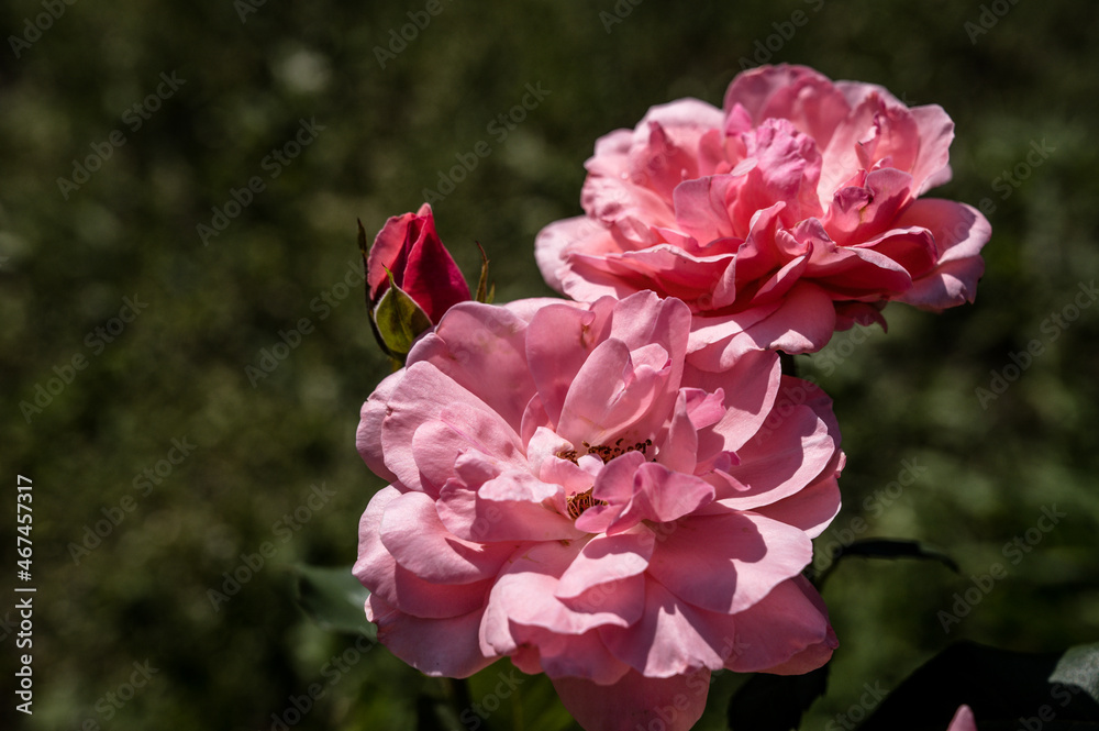 Close-up of blooming roses. Beautiful flowers in summer garden.