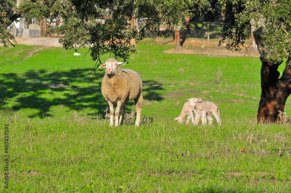 Sheep and lambs in agricultural pastures Sheep and lambs in agricultural pastures