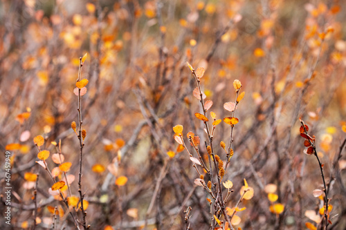 Colorful and tiny Dwarf birch, Betula nana leaves during autumn foliage in Northern Finland. 