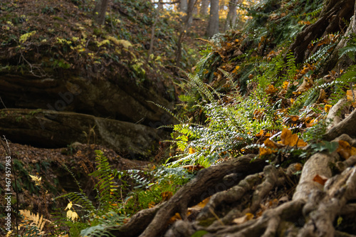 Ferns on cliff side