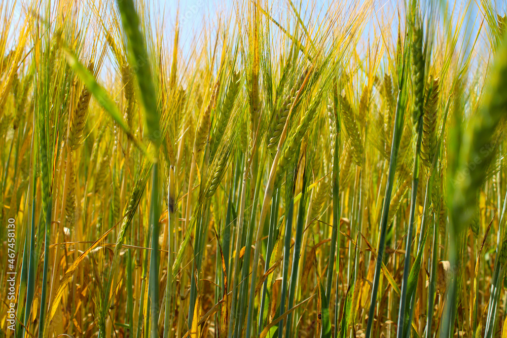 Obraz premium field of wheat
