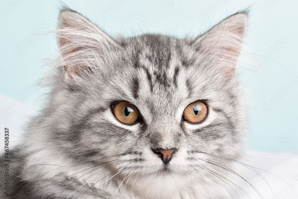 Grey striped cat. World Pet Day. copy space Grey striped cat. World Pet Day. copy space