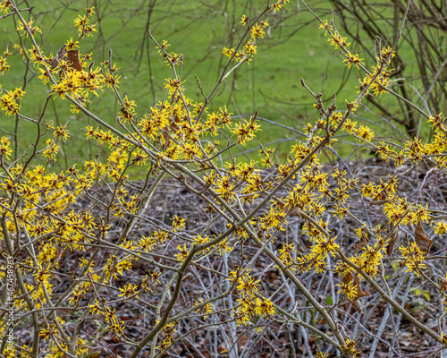 Canvas Print A large group of bright yellow Hamamelis mollis Jermyns Gold flowers in winter