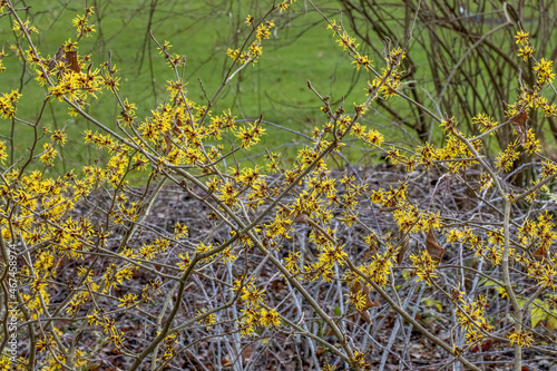 Photo Hamamelis mollis Jermyns Gold shrub in flower in winter