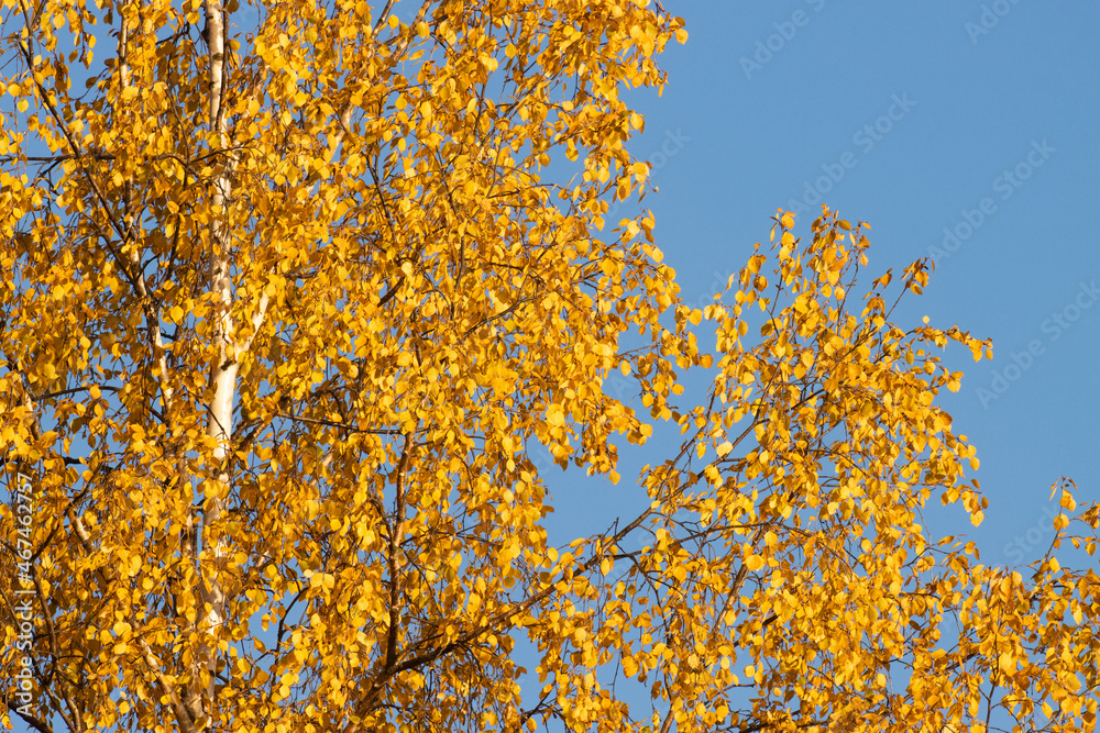 Lush Silver birch, Betula pendula trees during autumn foliage in Northern Finland.