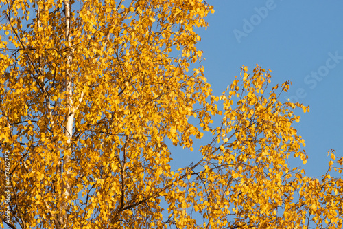 Lush Silver birch, Betula pendula trees during autumn foliage in Northern Finland.
