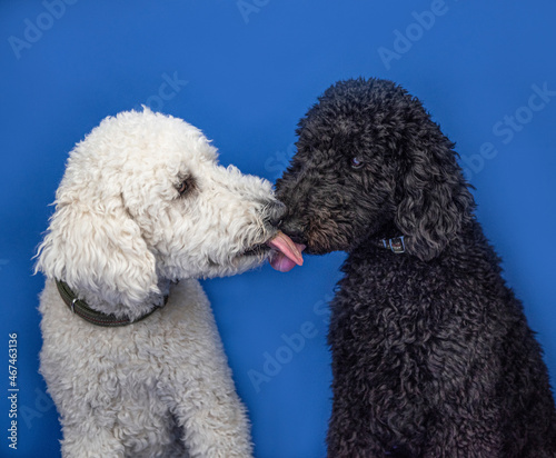It's a tongue twister between one black and one white standard poodle isolated against bright blue background.  photo