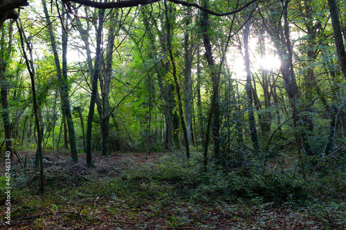 Lush beech forest in autumn