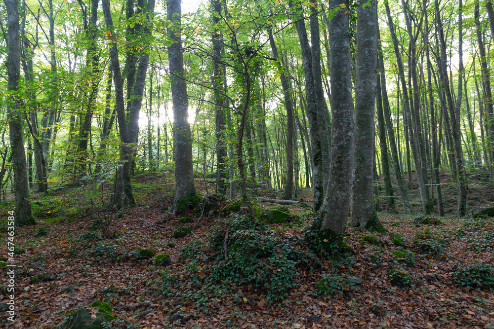 Fototapeta premium Lush beech forest in autumn
