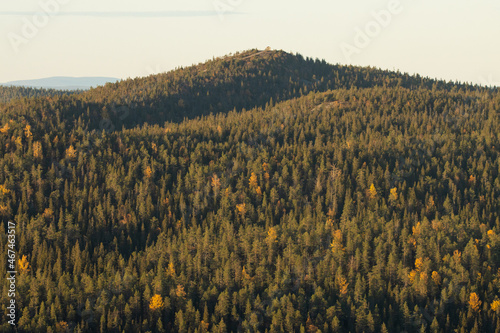 Mainly coniferous taiga forest covering the hills of Valtavaara near Kuusamo, Northern Finland.  photo