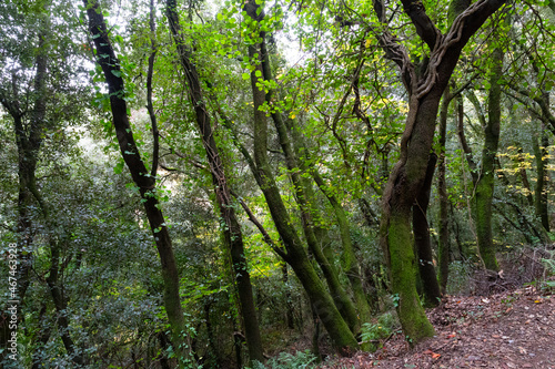 Lush beech forest in autumn © Rafael Prendes