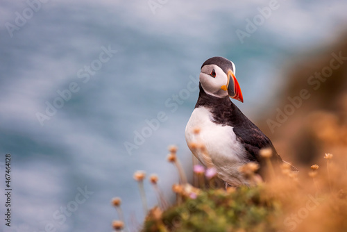 Puffin (Fratercula arctica) with beek full of eels on its way to nesting burrow in breeding colony photo