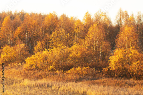 Colorful Birch trees during autumn foliage in Northern Finland. © adamikarl