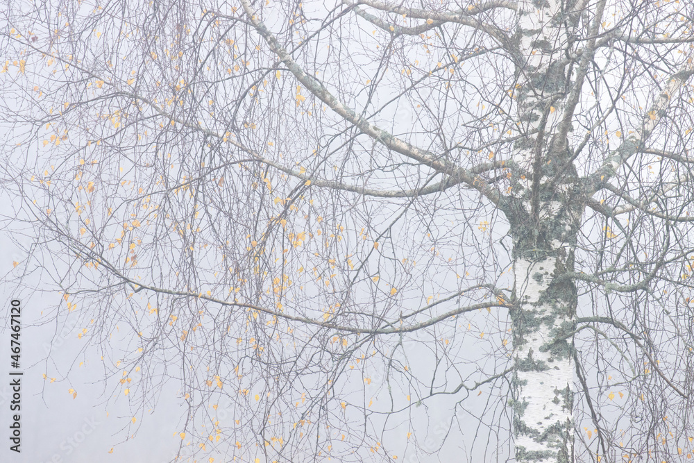 Bare branches of Silver birch on a misty autumn morning in Estonia. 