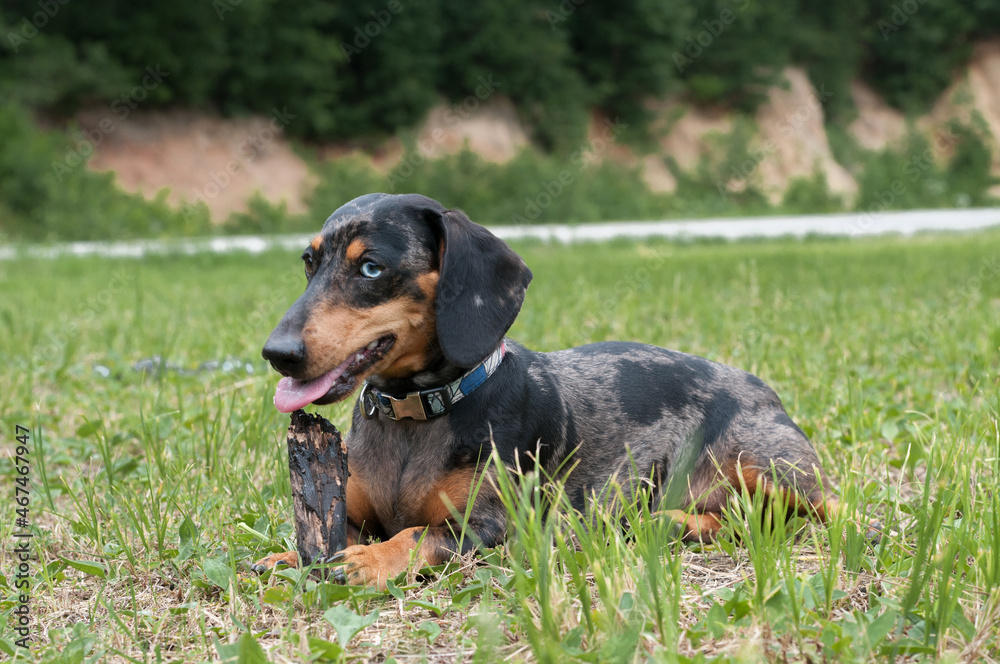 spotted dog dachshund close-up in the forest spotted dog dachshund close-up in the forest