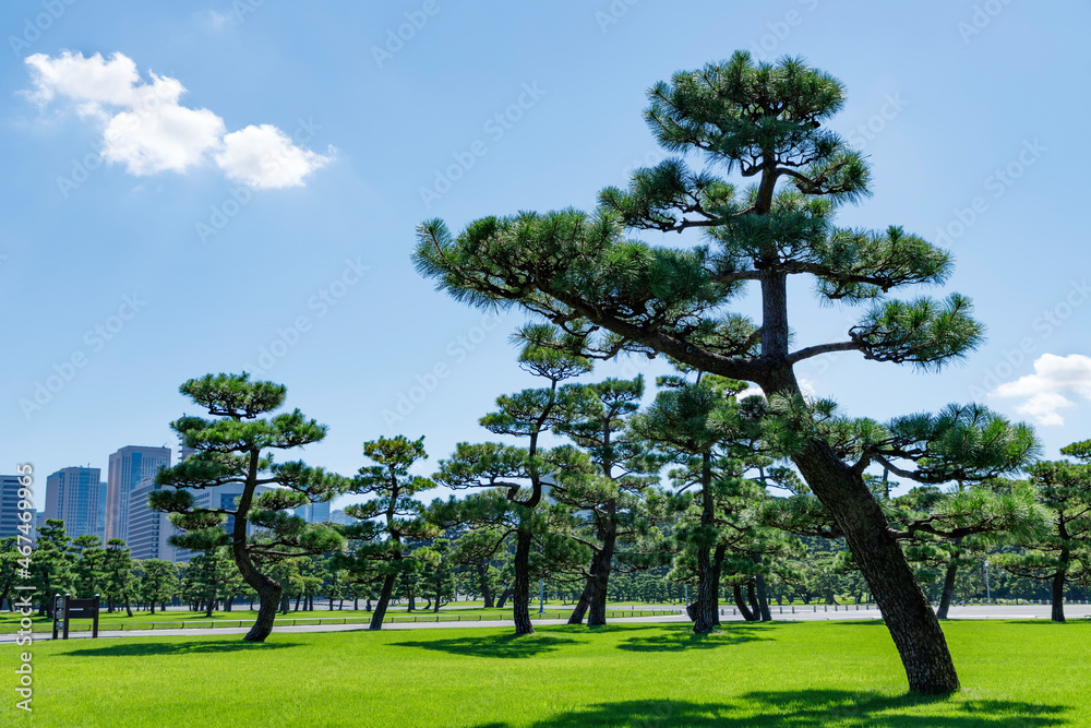 皇居前の緑の芝生と松と青空 皇居前の緑の芝生と松と青空