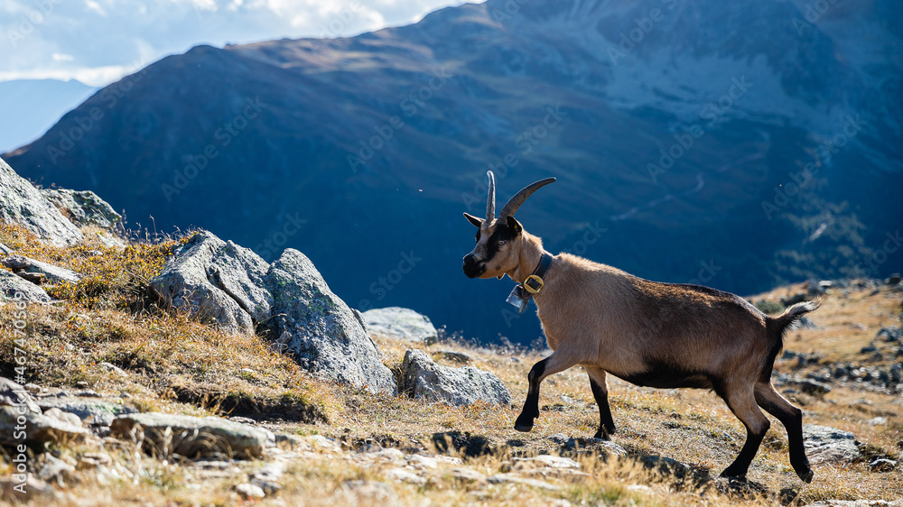 Ziege auf Berg in den Dolomiten