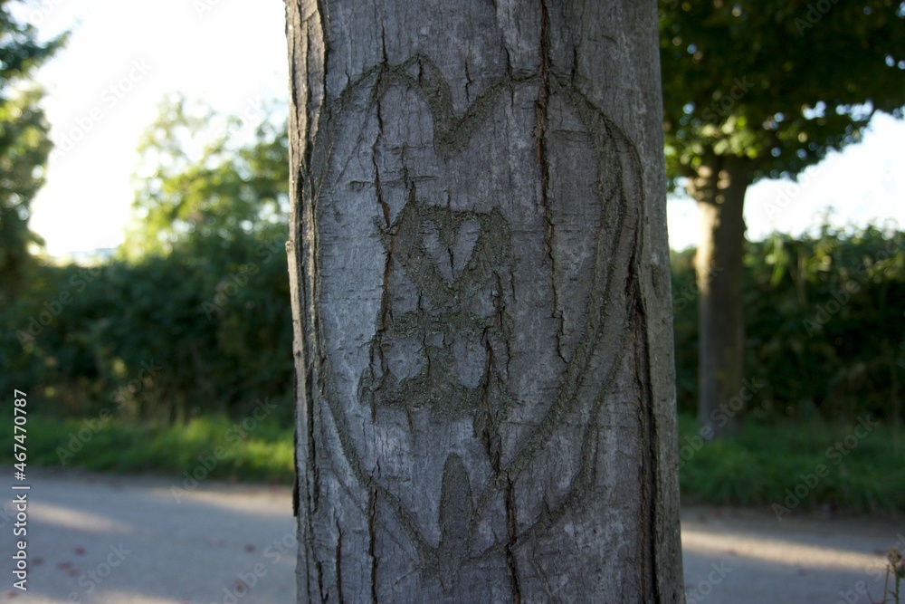 Fototapeta premium Coeur sur le Tronc