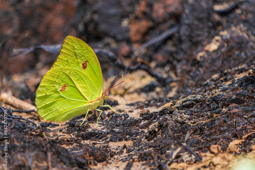 An Amazonian butterfly replenishing its salt (Cloudless sulphur) An Amazonian butterfly replenishing its salt (Cloudless sulphur)