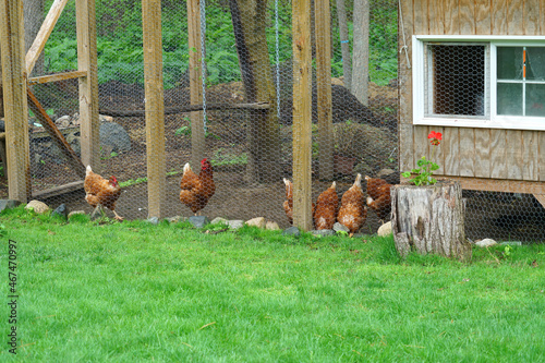 close up on chicken in side coop in back yard  photo