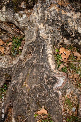 Branched roots of an old tree on surface of earth close-up