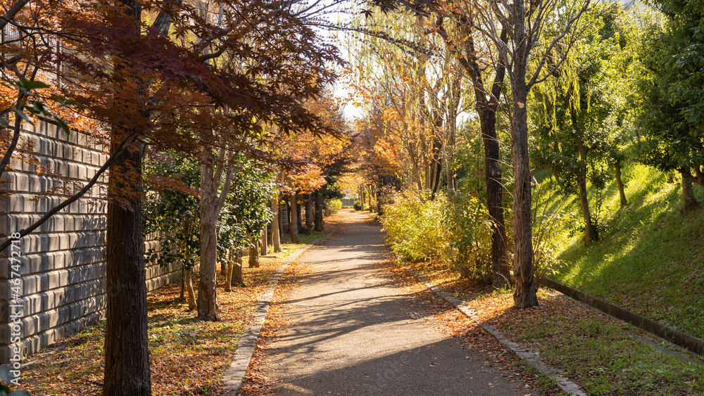 日本の秋｜並木道の紅葉