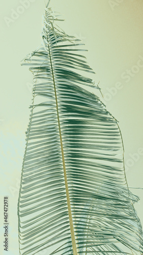 photo of artistic palm leaf in the garden