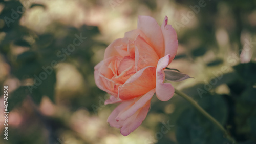 photo of artistic sweet rose in the garden
