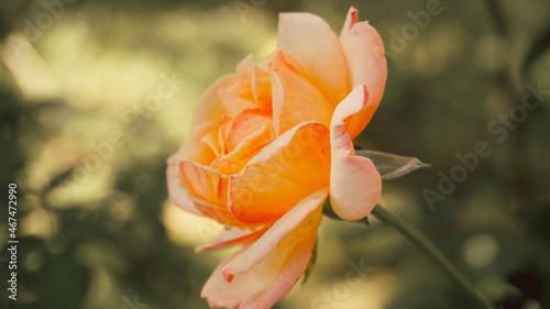 photo of artistic sweet rose in the garden