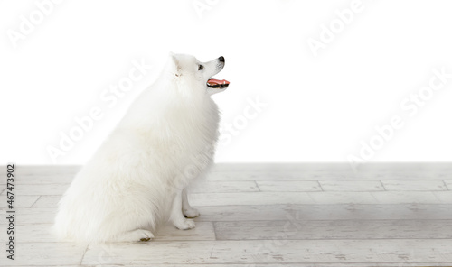 white japanese spitz dog sitting on wooden floor isolated over white background, purebread puppy studio photo.  photo