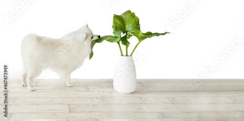 white japanese spitz dog sniffing fresh green plant on wooden floor isolated over white background, purebread puppy studio photo. photo