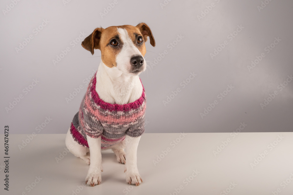 Jack russell terrier dog in a knitted woolen sweater on a white background. Jack russell terrier dog in a knitted woolen sweater on a white background.