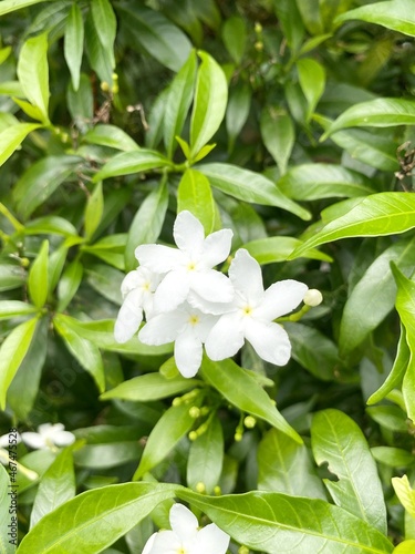 Inda white flower in garden