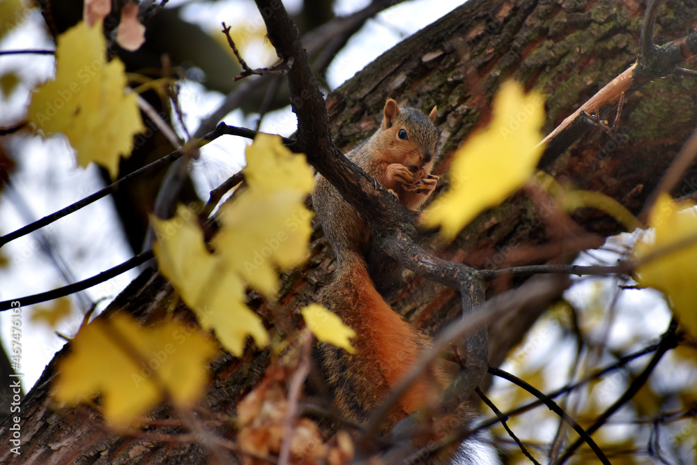 Baby squirrel in tree