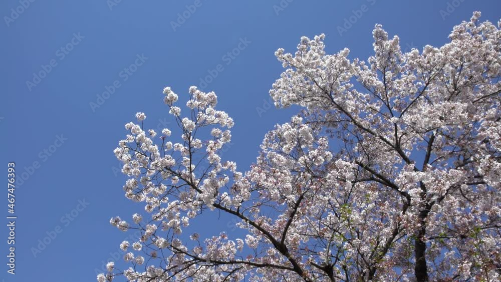 Beautiful branches of blossoming sakura trees with blues sky background at Kyoto. Cherry blossom tree of Japan. Spring scenery of amazing Japanese cherries blooming branch at city.-Dan Beautiful branches of blossoming sakura trees with blues sky background at Kyoto. Cherry blossom tree of Japan. Spring scenery of amazing Japanese cherries blooming branch at city.-Dan