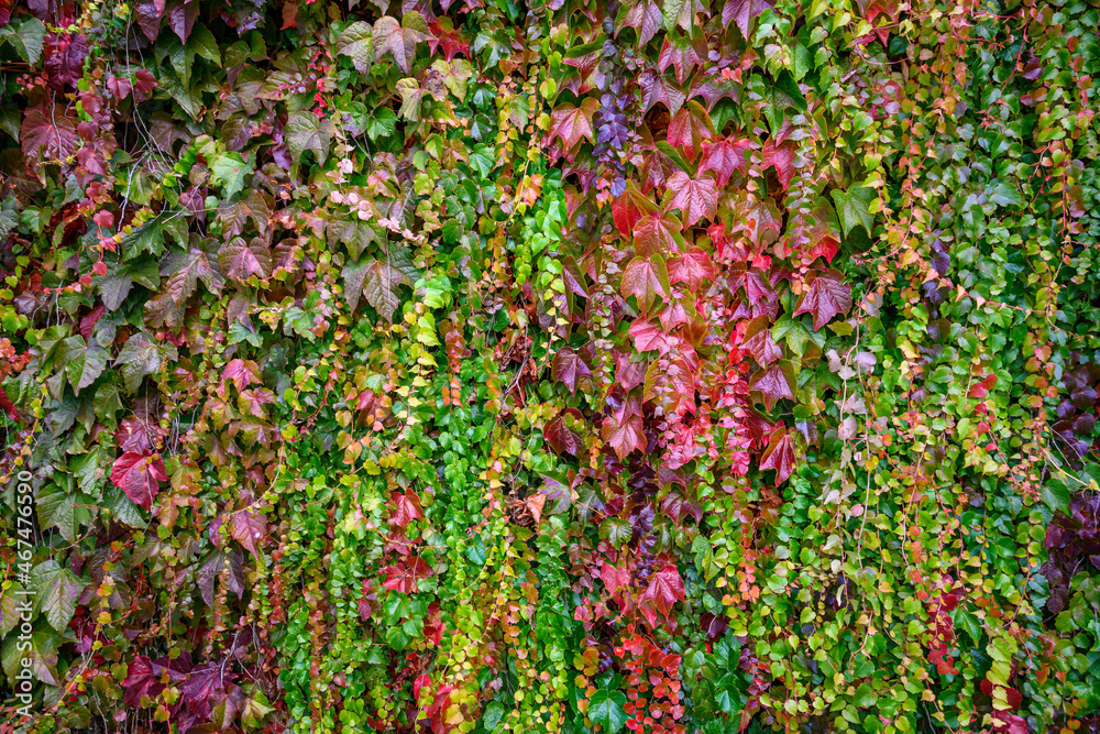 Beautiful, vibrant, fall color in vine leaves growing on a wall as a nature background
