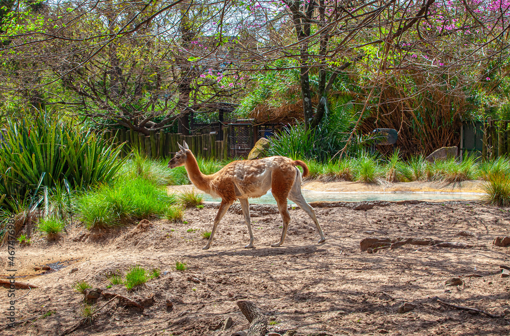 lama walking in the park lama walking in the park
