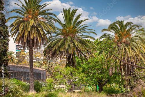 palm trees in the park against the sky