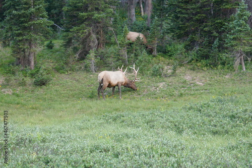 Reindeer or caribou grazing in meadow by forest