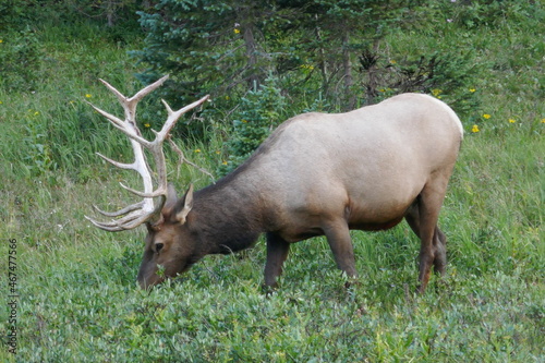 Large male caribou or reindeer grazing on grass
