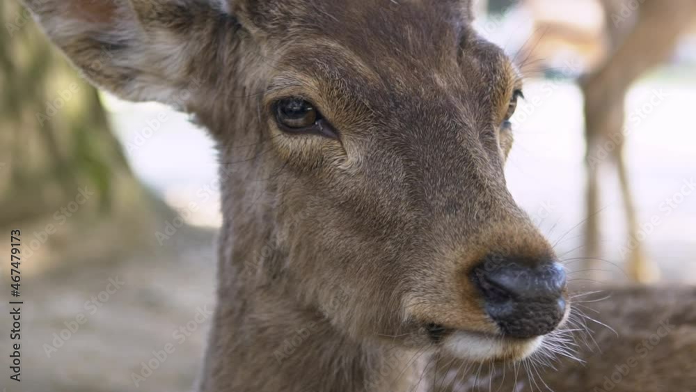 Slow motion of sika deer live freely in a Japanese Nara Park. A young wild Cervus nippon during spring season. Tourist attraction of Japan. Natural parks of the world.-Dan Slow motion of sika deer live freely in a Japanese Nara Park. A young wild Cervus nippon during spring season. Tourist attraction of Japan. Natural parks of the world.-Dan